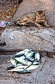 Kerala - Kochi the Chinese fishing net. 